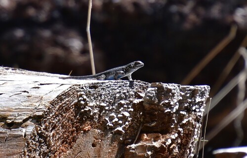 iNaturalist observation photo of Common Sagebrush Lizard
