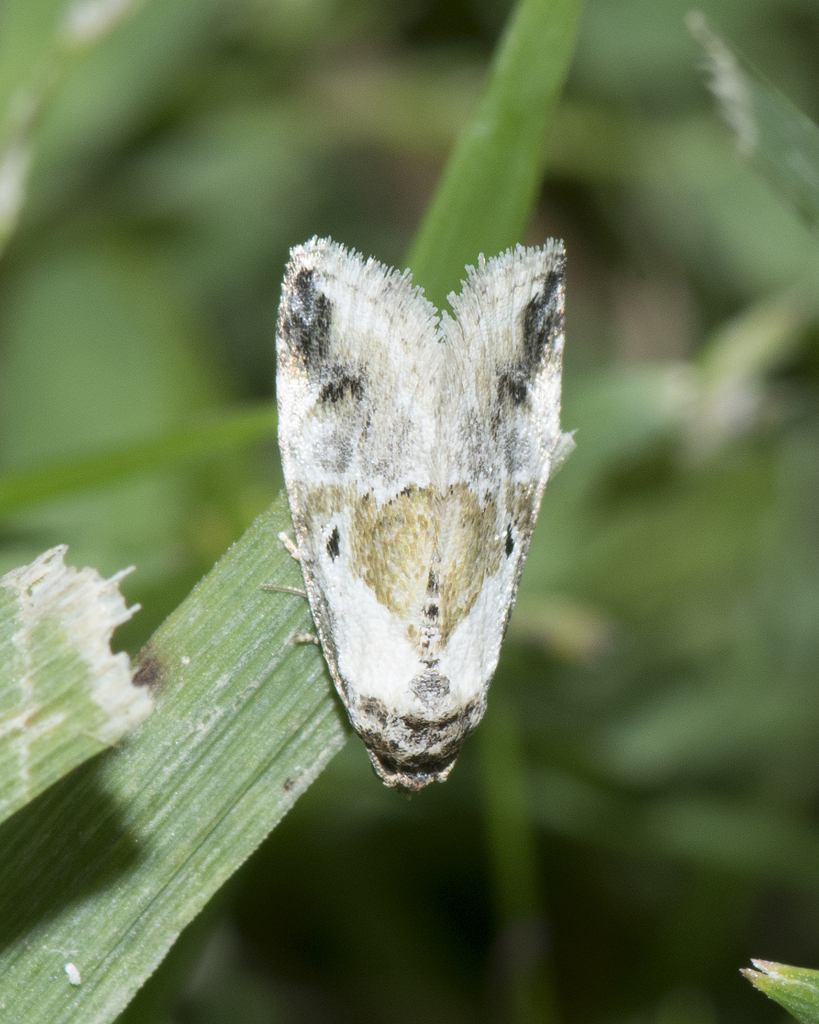 Blackdotted Glyph from Montgomery County, OH, USA on May 21, 2025 at