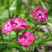 Drummond's Phlox - Photo (c) mlhradio, some rights reserved (CC BY-NC)