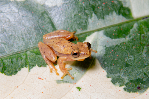 Seropédica Tree Frog, Dendropsophus pseudomeridianus