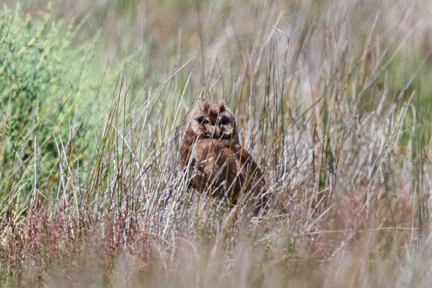 Marsh Owl (Asio capensis), photo 6