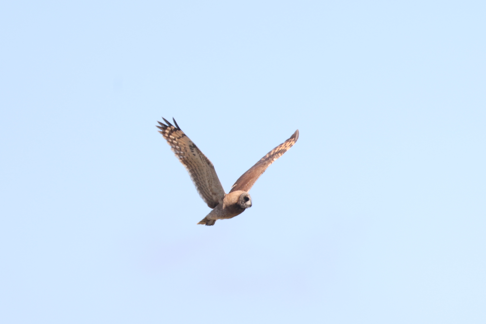 Marsh Owl (Asio capensis), photo 5