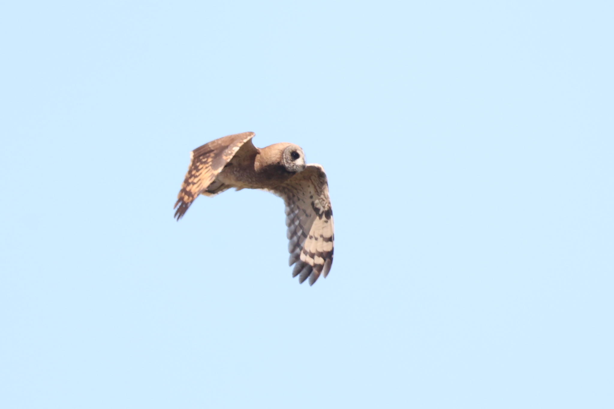 Marsh Owl (Asio capensis), photo 3