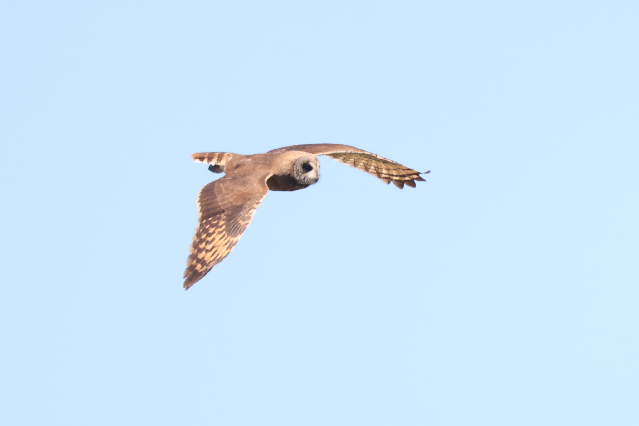 Marsh Owl (Asio capensis), photo 4