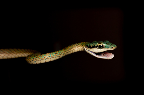 Parrot Snake