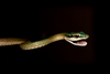 Leptophis liocercus - Photo (c) Henrique Nogueira, some rights reserved (CC BY), uploaded by Henrique Nogueira