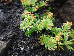 Galium normanii