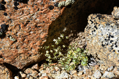 Draba lemmonii