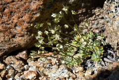 Draba lemmonii
