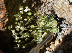Draba lemmonii