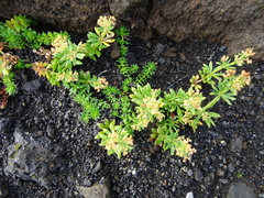 Galium normanii