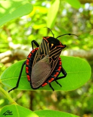 Pachylis pharaonis