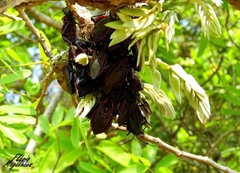 Pachylis pharaonis