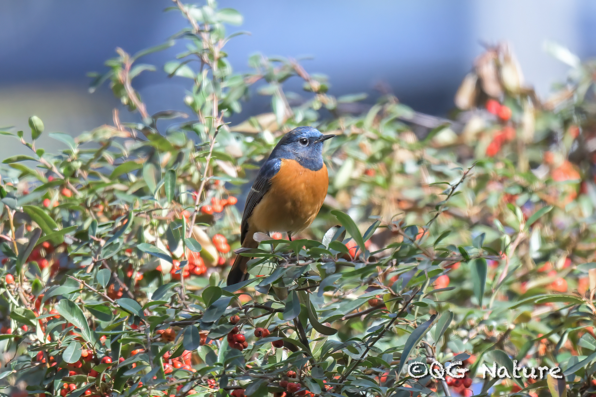 Blue-fronted Redstart