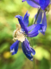 Delphinium sutherlandii