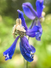 Delphinium sutherlandii