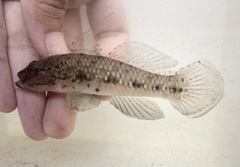 Pupilspot Goby photo 3