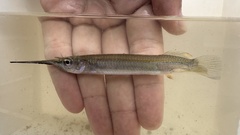 Estuary Garfish photo 1