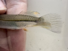 Estuary Garfish photo 5