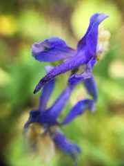Delphinium sutherlandii