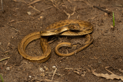 Coastal Mock Viper