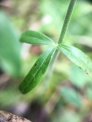 Delphinium sutherlandii