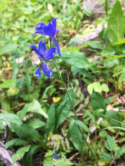 Delphinium sutherlandii