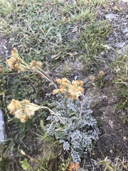Jacobaea incana
