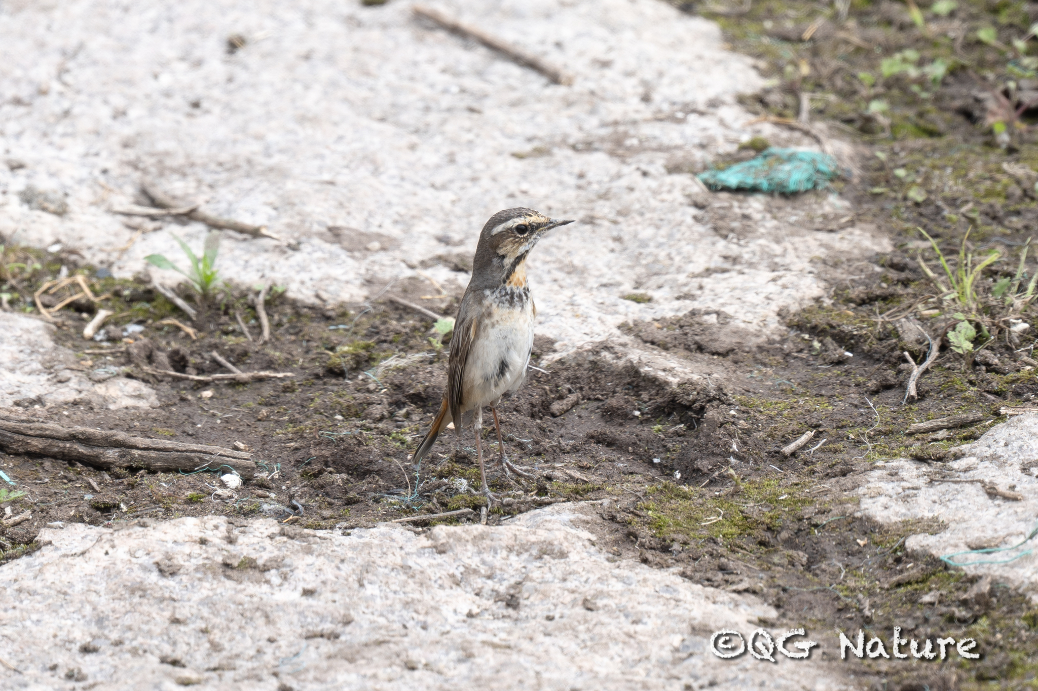 Bluethroat