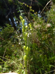 Solidago pulchra