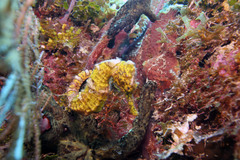 Hippocampus reidi