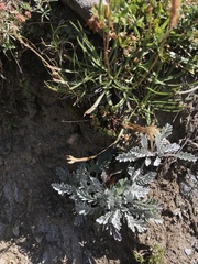 Jacobaea incana