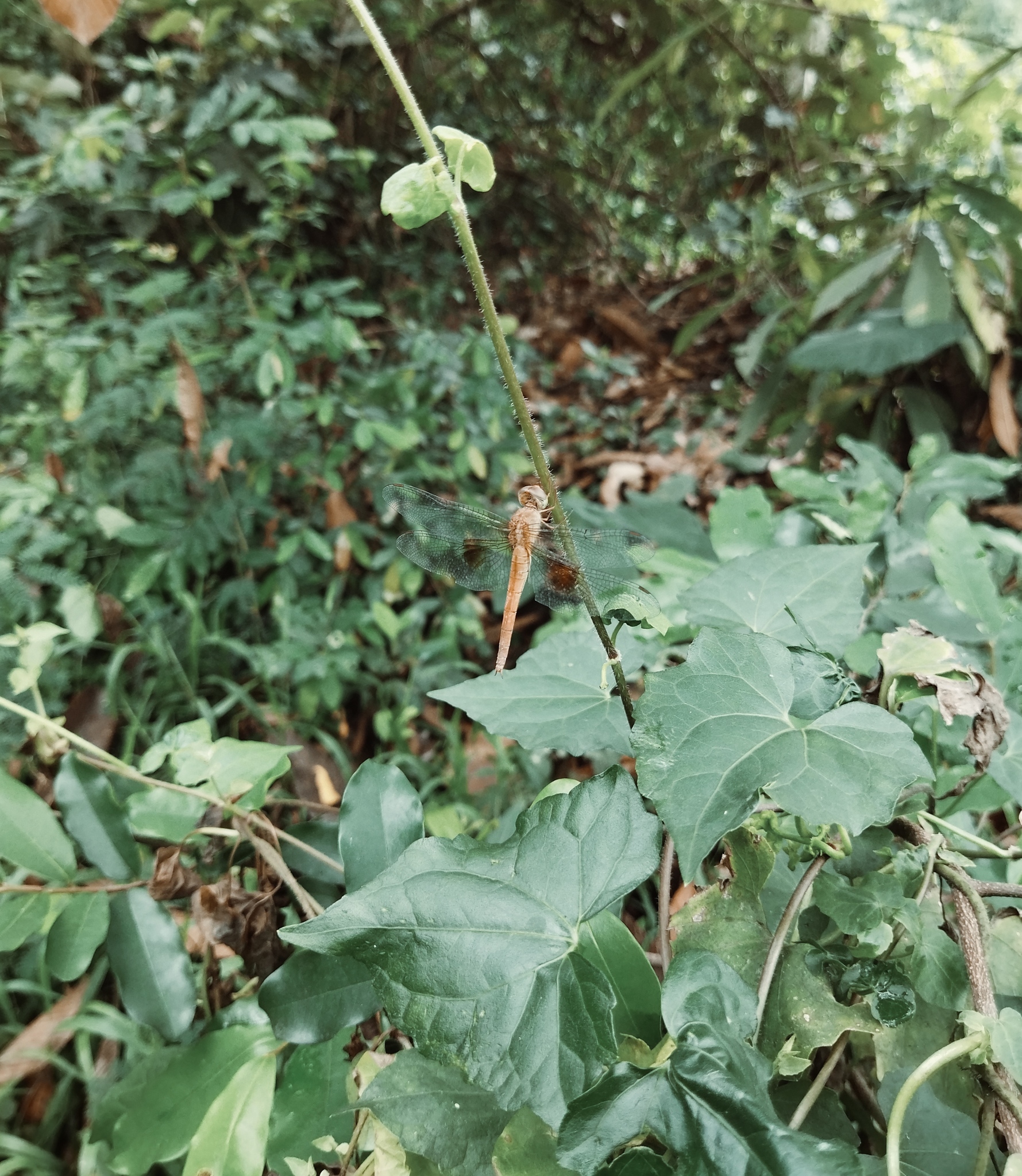 Coral-Tailed Cloudwing