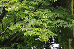 Acer cappadocicum