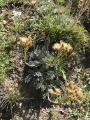 Jacobaea incana