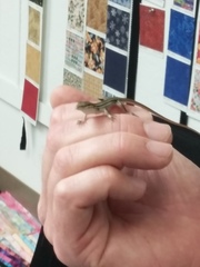 Aspidoscelis sonorae