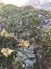 Jacobaea incana