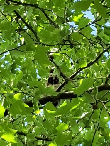 View observation of {o.common_name} on iNaturalist