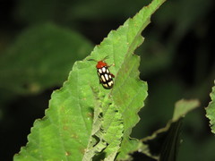 Disonycha scriptipennis