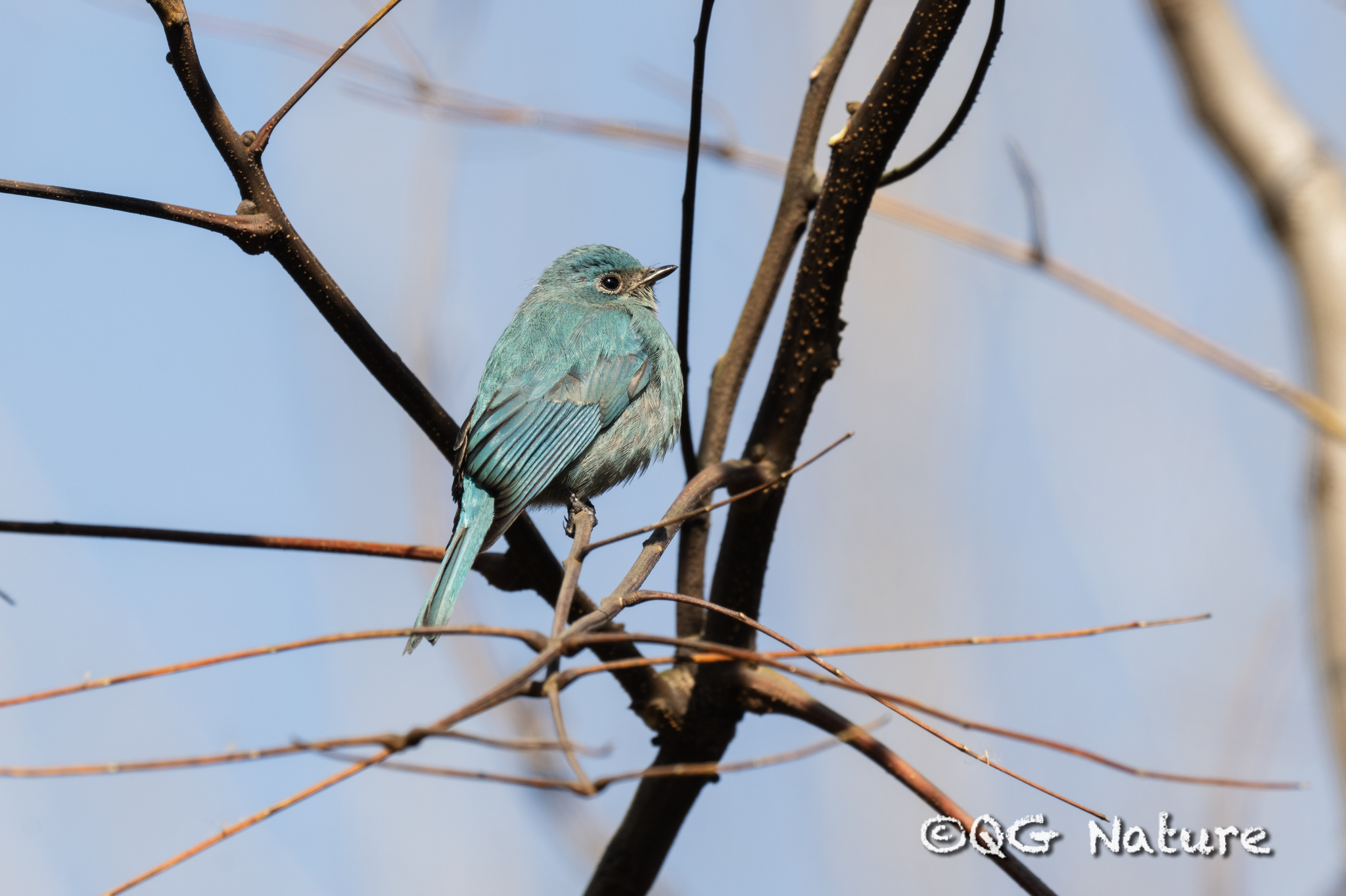 Verditer Flycatcher