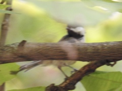 Poecile carolinensis