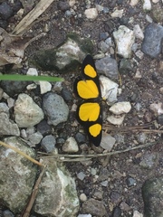 Cyllopoda jatropharia