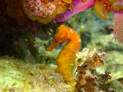Hippocampus reidi