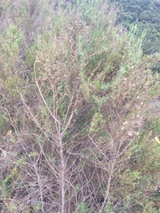 Baccharis paniculata
