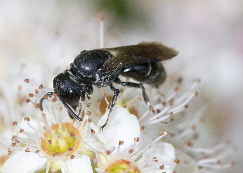 Cinquefoil Masked Bee