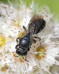 Hylaeus basalis