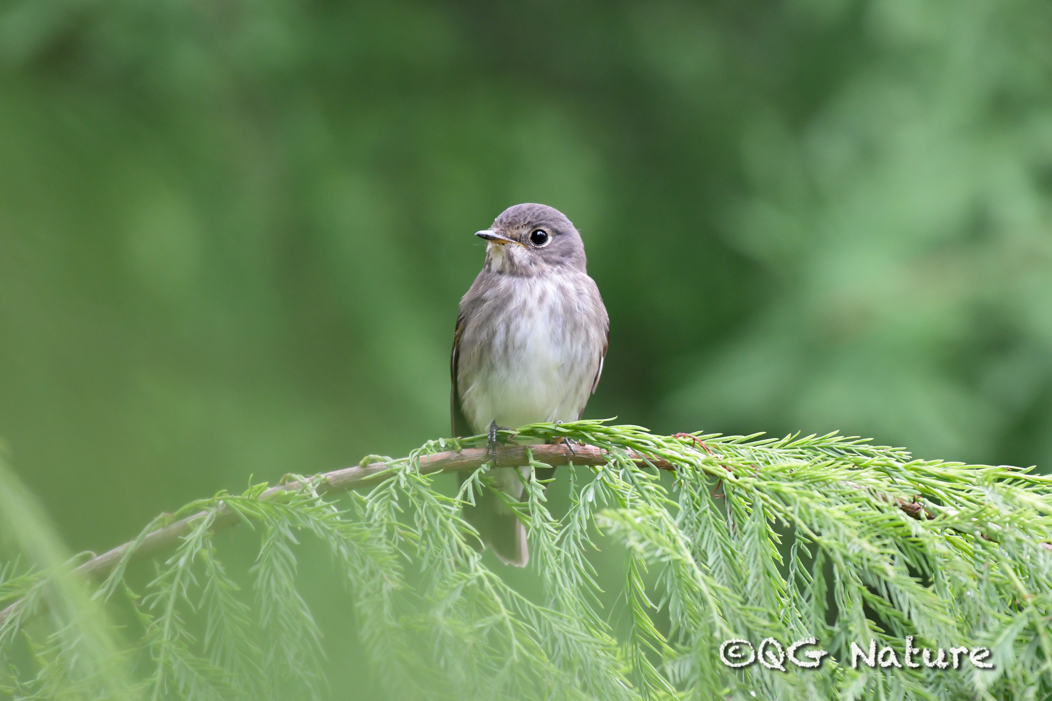 Dark-sided Flycatcher