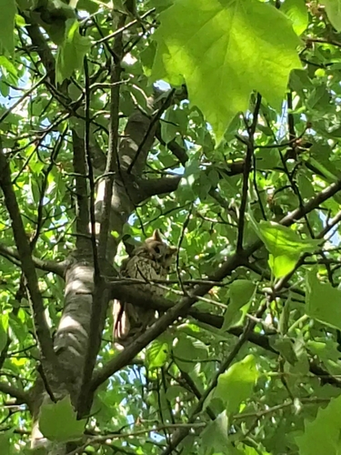View observation of {o.common_name} on iNaturalist