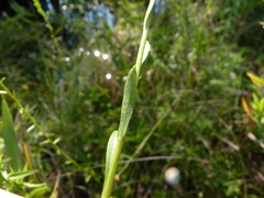 Solidago pulchra