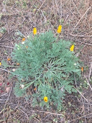 Eschscholzia californica